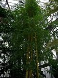 Eigenschaften Terrapalme  / Bambusa vulgaris Topfbreite 30 cm / Pflanzenhöhe 160 cm mit Topf / Stamm