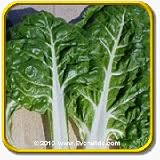 1 Oz Swiss Chard Seeds - 'Fordhook' Bulk Vegetable Seeds thumbnail