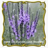 Hoary Vervain (Verbena stricta) Jumbo Wildflower Seed Packet - 2000 Seeds