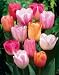 Tulips Easter Joy Mixture Bulbs 50/pack