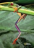 National Geographic by New Creative - Rainforest Frog Garden Impressions Flag