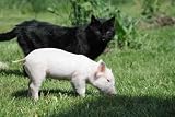 Pig and Cat - 24
