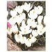 Keyzers Krokusse Jeanne d'Arc 25 St�ck Zwiebelgr�sse 9/+
