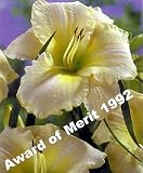 Arctic Snow Daylily - Hemerocallis -Tetraploid