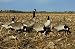 GHG Pro-Grade Honker Goose Decoys
