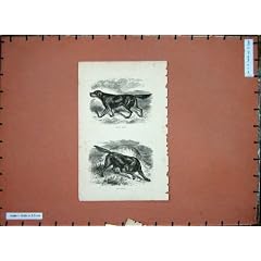 Tiere Hunde-Gordon-Setzer-Irischer Jagd-Sport