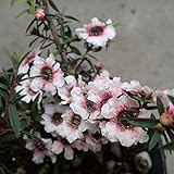 ティーツリー：マヌカ(ニュージーランドティーツリー)3号ポット2株セット[はちみつで有名な常緑樹]