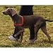 Easy Walk Harness (M/L)(Red)