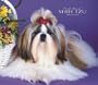 Shih Tzu, For the Love of 2008 Deluxe Wall Calendar (Multilingual Edition)