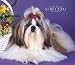 Shih Tzu, For the Love of 2008 Deluxe Wall Calendar by BrownTrout Publishers