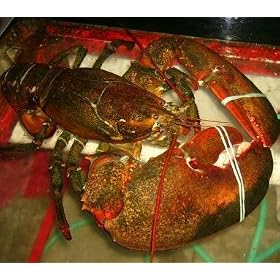 1 Live Lobster1 &1 2 Pound Each by Wholey