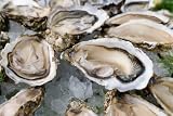 Grand Pearl Oysters On The Half Shell - Frozen - 144 Count per Case