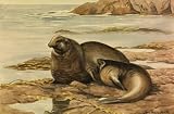 Painting of Two Northern Sea-elephants - or Elephant Seals - 24W x 16H - Peel and Stick Wall Decal by Wallmonkeys