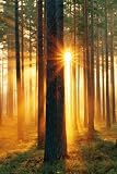 Produkt-Bild: 1art1 43311 W&auml;lder - Sonnenstrahlen Poster (91 x 61 cm)