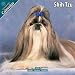 shih_tzu4shih tzu - Shih Tzu 2010 Wall Calendar 12 X 12
