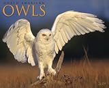 Owls 2009 Calendar