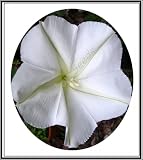 Rainbow Seeds® 15+ GIANT White Moon Vine Seeds ~ Morning Glory “Moonflower” Rare Exotic Seeds Rainbow Seeds® 15+ GIANT White Moon Vine Seeds ~ Morning Glory “Moonflower” Rare Exotic Seeds