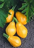 Papaya Pear Squash 10 Seeds -ALL AMERICAN AWARD WINNER - FREE SHIPPING ON ADDITIONAL HIRTS SEEDS ORDERED AND PAID WITH ONE PAYMENT