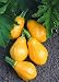 Papaya Pear Squash 10 Seeds - 2003 All-America Selection Winner