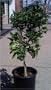 Dwarf Meyer Lemon Tree Grafted Five Gallon