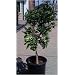 Dwarf Meyer Lemon Tree Grafted Five Gallon