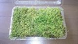 【ハイゴケ パック 140×220】 栽培用箱で蒔き苔で栽培した良質なハイゴケで苔玉・盆栽に最適