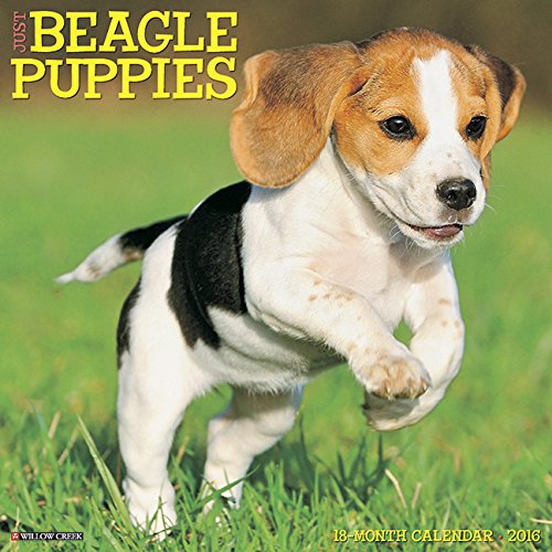 2016 Just Beagle Puppies Wall Calendar