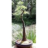 Bald Cypress 20 Seeds-Taxodium Distichum-Bonsai/Outdoor