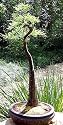 Bald Cypress 20 Seeds-Taxodium Distichum-Bonsai/Outdoor