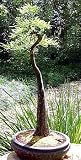 Bald Cypress 20 Seeds-Taxodium Distichum-Bonsai/Outdoor