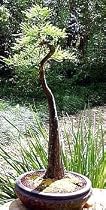 Bald Cypress 20 Seeds-Taxodium Distichum-Bonsai/Outdoor