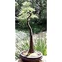 Bald Cypress 20 Seeds-Taxodium Distichum-Bonsai/Outdoor