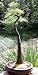 Bald Cypress 20 Seeds-Taxodium Distichum-Bonsai/Outdoor