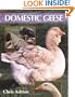 Domestic Geese