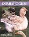 Domestic Geese