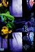 鮤��� [DVD]