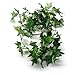 6 Ft Silk Watermelon leaf Garland Wedding Artificial