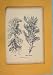 Schweizer Bechtanne Tree Flower Plant Old Print C1878