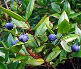 51U3rmEQ sL. SL160  Greek Myrtle 10 Seeds   Myrtus communis   Herb   Bonsai