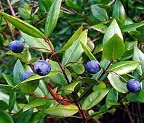 Greek Myrtle 10 Seeds - Myrtus communis - Herb - Bonsai
