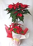 クリスマスにはポインセチア！もちろん ポインセチア【クリスマスギフト】