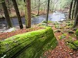 Forest of Eastern Hemlock Trees in East Haddam, Connecticut, USA Photographic Poster Print by Jerry & Marcy Monkman, 16x12