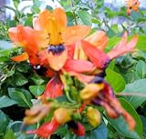 UNIQUE UNUSUAL TROPICAL LIVE PLANT ORANGE HUMMINGBIRD BUSH