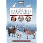 All Creatures Great & Small - The Specials