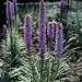 Close-Up of Dense Blazing Star Flowers Growing in a Field (Liatris Spicata) Photographic Poster Print by A. Moreschi, 16x16