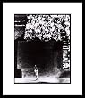Willie Mays New York Giants MLB Framed 8x10 Photograph The Catch