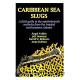 Caribbean Sea Slugs