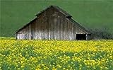 UPC 644209001132 product image for Barn with Mustard Field Agriculture Farm Portrait Matted Art Print - 5 in x 7 in | upcitemdb.com