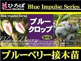 ブルーベリー 苗 ブルークロップ ノーザンハイブッシュ系　接ぎ木苗 【ブルーインパルス】 blueberry