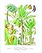 The New Oxford Book of Food Plants